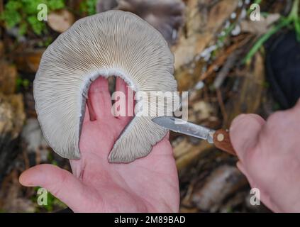 11 janvier 2023, Brandebourg, Drebkau: L'espèce de champignons d'hiver Oyster champignons montre le consultant en champignons Lutz Helbig dans sa main. Entre novembre et février, vous pouvez trouver quelques espèces à la recherche de champignons comestibles, connaît Lutz Helbig consultant en champignons de Drebkau (Spree-Neisse). 'Les vrais champignons d'hiver ont besoin d'un stimulus froid pour se développer, c'est-à-dire les températures autour du point de congélation. En dessous de 0 degrés, ils cessent de croître et restent mis jusqu'à ce qu'il soit à nouveau plus chaud de quelques degrés. » Cet hiver, Helbig affirme que les chances sont bonnes de remplir le panier. Vous pouvez trouver l'espèce sur les arbres à feuilles caduques, par exemple Banque D'Images