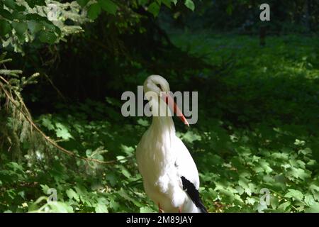 Gros plan sur un cigogne blanc (Ciconia ciconia), en regardant de côté dans une forêt par une journée ensoleillée Banque D'Images