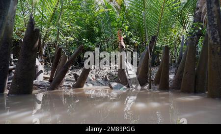 Plusieurs arbres de Nipa morts, sur la rive d'Une rivière boueuse Banque D'Images