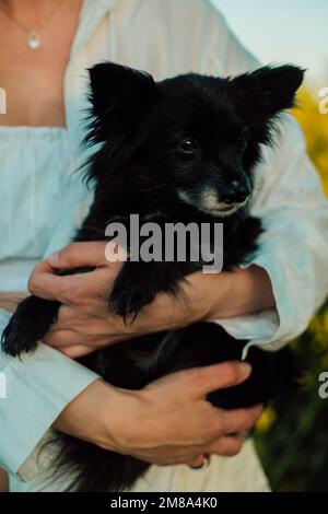 Une femme enceinte avec un petit chien noir dans la nature. Champ de colza Banque D'Images