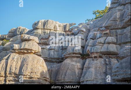 Chèvres sauvages sur les rochers du parc national de la Sierra Del Torcal de Antequera, Malaga, Espagne Banque D'Images