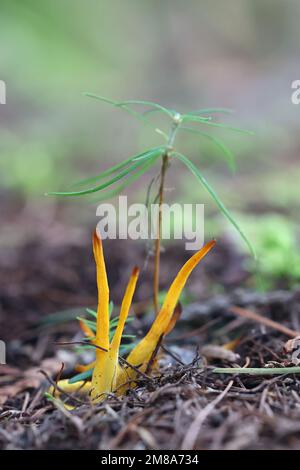 Clavulinopsis helvola, champignon de club doré, champignons sauvages de Finlande Banque D'Images