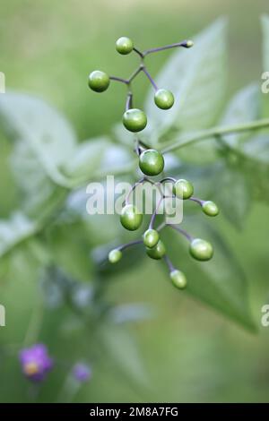 Doux-amer, Solanum dulcamara, également connu sous le nom de Bindaded bleu ou de nuit amère, plante de baies toxique sauvage de Finlande Banque D'Images