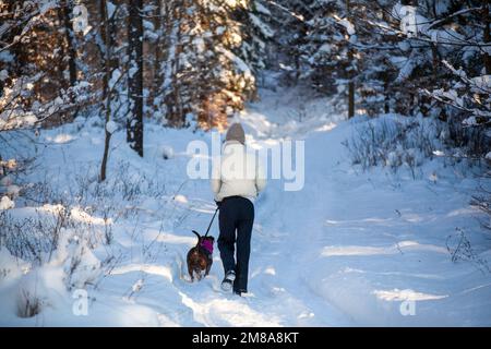 Une vue arrière d'une fille marchant son chien dans une forêt enneigée en Slovaquie Banque D'Images