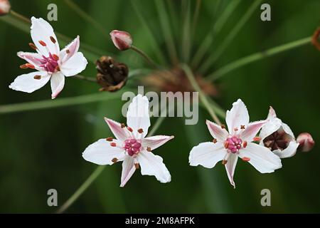 Floraison Rush, Butomus umbellatus, également connu sous le nom de Grass Rush ou Water gladiolus, plante aquatique sauvage de Finlande Banque D'Images