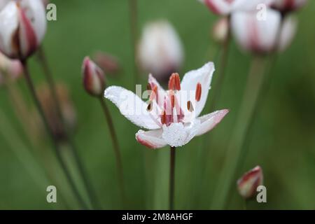 Floraison Rush, Butomus umbellatus, également connu sous le nom de Grass Rush ou Water gladiolus, plante aquatique sauvage de Finlande Banque D'Images