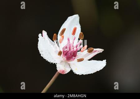 Floraison Rush, Butomus umbellatus, également connu sous le nom de Grass Rush ou Water gladiolus, plante aquatique sauvage de Finlande Banque D'Images