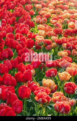 Beau lit de tulipes dans le jardin de fleurs de Keukenhof aux pays-Bas Banque D'Images