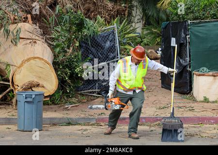 Montecito, Californie, États-Unis 12th janv. 2023. Un coupe-arbre avec une scie à chaîne et un balai, à côté d'un énorme une souche d'arbre tombé et poubelle à l'hôtel et complexe four Seasons Biltmore à Montecito/Santa Barbara: Les coupe-arbres coupent tous les eucalyptus géants de la propriété comme mesure de sécurité après que l'un d'eux s'est effononné sur le complexe de luxe et de l'autre côté d'Olive Mill Road. (Credit image: © Amy Katz/ZUMA Press Wire) USAGE ÉDITORIAL SEULEMENT! Non destiné À un usage commercial ! Banque D'Images