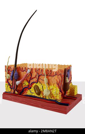 Modèle anatomique de la peau humaine dans la section. Mockup de peau avec des couches de derme et follicule pileux Banque D'Images