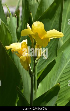 grandes fleurs jaunes d'une canna indica Banque D'Images