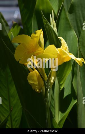 grandes fleurs jaunes d'une canna indica Banque D'Images