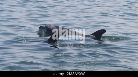 Un dauphin à gros nez (Tursiops tronque) dans la baie de Pisco, El Chaco, Paracas. Pérou Banque D'Images