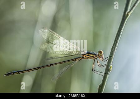 Une libellule, le damsel de Chalcolestes viridis Blindé de bois, Une créature commune trouvée près de l'eau stagnante, comme une flaque, un lac de forêt ou un étang. Banque D'Images