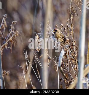 Femelle de Redpoll (Acanthis flammea) perchée dans les roseaux de Marchwiel Marshes, Wrexham, au nord du pays de Galles, au Royaume-Uni Banque D'Images