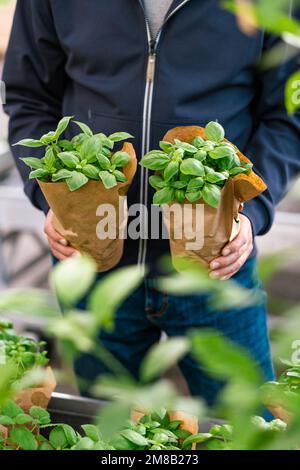 homme client choisissant l'herbe de basilic pour la plantation dans le centre de jardin Banque D'Images