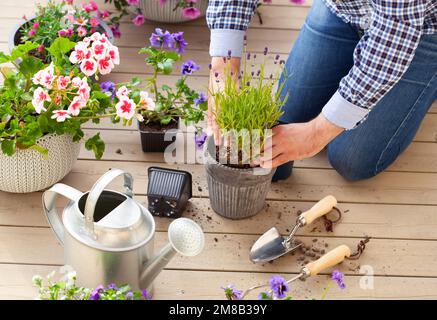 homme jardinier plantant du pansy, fleurs de lavande dans un pot de fleurs dans le jardin sur la terrasse Banque D'Images