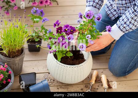 homme jardinier plantant du pansy, fleurs de lavande dans un pot de fleurs dans le jardin sur la terrasse Banque D'Images