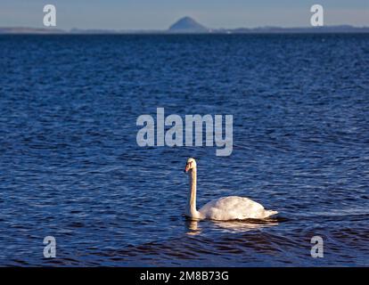 Un Mute Swan glisse au soleil près de la rive du Firth of Forth avec Berwick Law en arrière-plan, Portobello, Édimbourg, Écosse, Royaume-Uni. 13 janvier 2023. Credit: Archwhite/alamy Live news. Banque D'Images