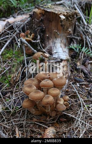 Armillaria ostoyae, également appelé Armillaria solidipes, communément appelé champignon du miel foncé, champignon sauvage de Finlande Banque D'Images