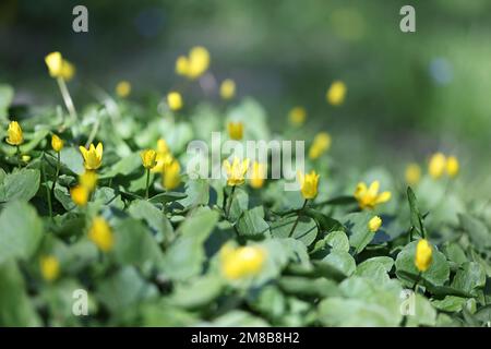 Moins de Celandine, Ficaria verna, également connu sous le nom de coupe de beurre de figuier ou Pilewort, fleur de printemps sauvage de Finlande Banque D'Images