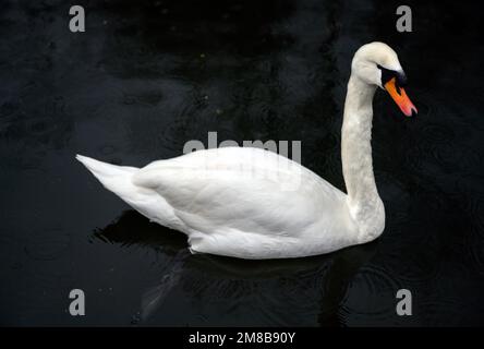 Muet cygne sur le Grand Union Canal à Hanwell, dans le Grand Londres. Le cygne blanc muet est doté d'un bec orange. Mute Swan (Cygnus olor), Royaume-Uni. Banque D'Images