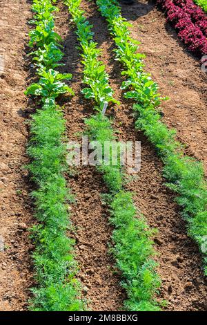 Les jeunes plants de carottes et de betteraves poussent en rangées dans le jardin ou la ferme. Banque D'Images