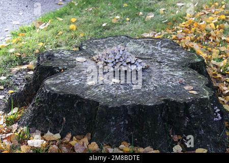 Homophron cernuum, également appelé Psathyrella cernua, un champignon à la brittlestem de Finlande, pas de nom anglais commun Banque D'Images