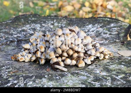 Homophron cernuum, également appelé Psathyrella cernua, un champignon à la brittlestem de Finlande, pas de nom anglais commun Banque D'Images