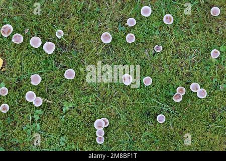 Hebeloma mesophaeum, connu comme poisonpie voilées ou empoisonner pie, de la Finlande aux champignons sauvages Banque D'Images