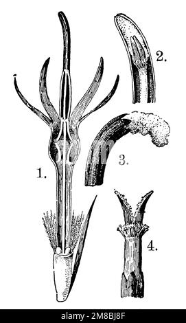 Centaurea cyanus, 1. jeune fleur à disque unique, 2. tube d'anthère, 3. pollen émergent au toucher, 4. Stigmas se propageant séparément, Centaurea cyanus, anonym (livre botanique, 1909), Kornblume, 1. junge Einzelscheibenblüte, 2. Steubbbbeutelröhre, 3. Berrührung hervorquillender Blütenstaub, 4. Aeuseinanderspreizende Narben, bleuet des champs1. une fleur à disque unique, 2. tube d'étamine, 3. pollen jaillissant au toucher, 4. stigmates étalés Banque D'Images