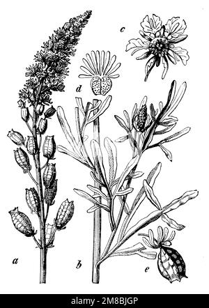 Weld, un sommet de plante avec des fleurs et des fruits, b tige partie avec des feuilles, c fleur, d corolle feuille, e capsule de fruit de resede parfumé., Reseda luteola, (livre botanique, 1898), Färber-Wau, A Spitze der Pflanze mit Blüten und Früchten, b Stengelteil mit Blättern, c Blüte, d Kronenblatt, e Fruchtkapsel von der wohlriechenden Resede, Gaude, a extrémité de la plante fleurs et fruits, b e de la feuille, c de la feuille, e capsule du fruit du réséda odorant Banque D'Images