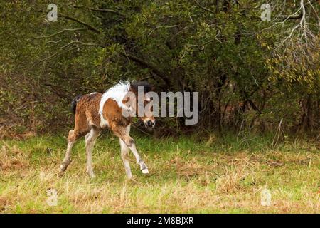 Assateague Pony (Equus caballus) colt en train de courir sous la pluie à Assateague Island National Seashore, Maryland Banque D'Images