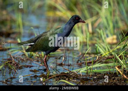 Le gallinule Allen s'estompe à travers les shlows dans le profil Banque D'Images