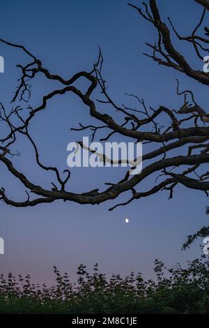 La lune se lève derrière les branches d'un arbre mort lors d'une soirée d'été au crépuscule. Banque D'Images