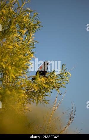 Photo verticale d'un blackbird à ailes rouges perché sur un arbre. Banque D'Images