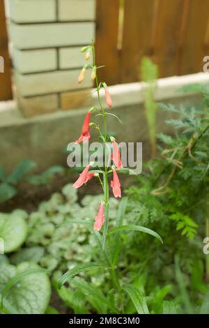 Fleurs roses de Beardlip penstemon dans le jardin. L'été et le printemps. Banque D'Images