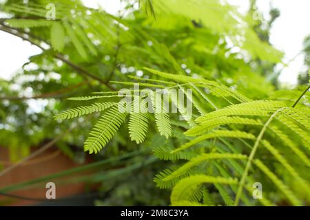 Feuilles vertes d'Enterolobium contortisiliquum, arbre en soie persane dans le jardin. L'été et le printemps. Banque D'Images