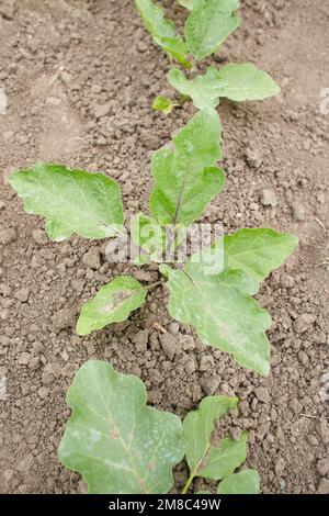 Bush d'aubergines en pleine croissance dans le jardin. Brinjal. Banque D'Images