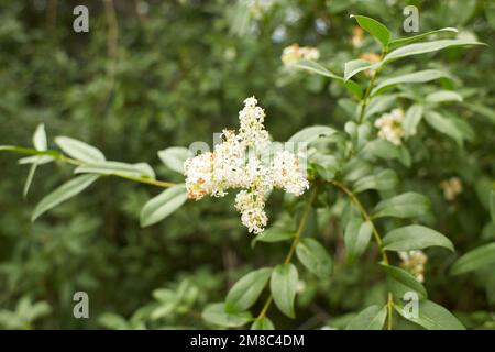 Les fleurs blanches de bois de chien font confiance dans le jardin. L'été et le printemps. Banque D'Images