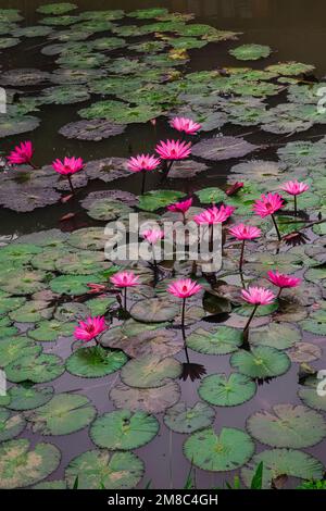 Fleurs de lotus rose en fleurs (Nelumbo nucifera) dans l'étang de Pai, dans le nord de la Thaïlande Banque D'Images