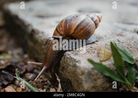 L'escargot géant africain (Achatina achatina) rampant lentement de l'étape concrète à Pai, dans le nord de la Thaïlande Banque D'Images