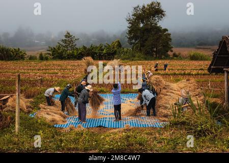 PAI, Thaïlande. 23 novembre 2022. Les travailleurs récoltant du riz dans une ferme à Pai, dans le nord de la Thaïlande. Banque D'Images