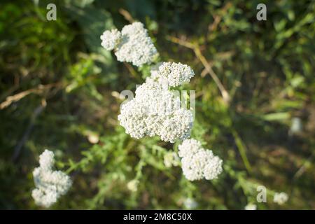 Les fleurs blanches de bois de chien font confiance dans le jardin. L'été et le printemps. Banque D'Images