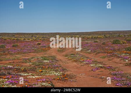 Chaussée qui serpente à travers les fleurs printanières de Namaqualand, parc national de Namaqua. Afrique du Sud Banque D'Images