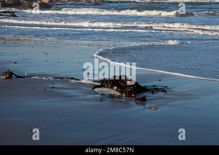 Le bambou marin (Ecklonia maxima) s'est lavé sur une plage déserte de Namaqualand Banque D'Images