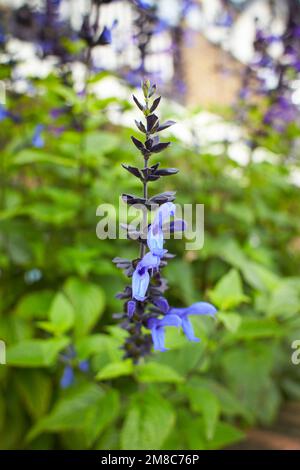 Citron vert Hosta violet avec feuilles vert clair en arrière-plan Banque D'Images