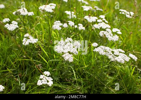 Les fleurs blanches de bois de chien font confiance dans le jardin. L'été et le printemps. Banque D'Images