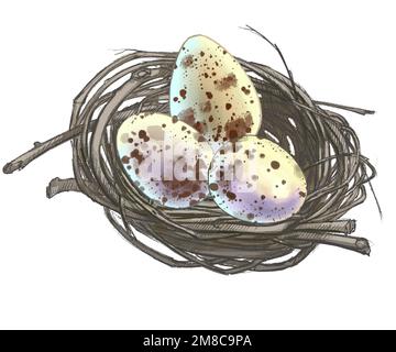 Dessin d'oeufs d'oiseau dans un nid du monde de la faune Banque D'Images