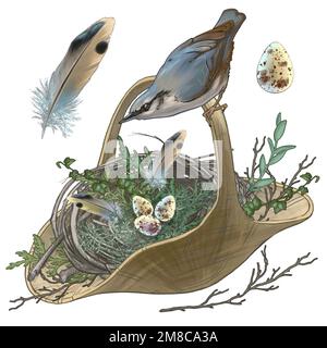 Dessin d'un petit oiseau et de son nid avec des oeufs. Illustration de haute qualité. Un petit oiseau gris en nuthatch et son nid en osier avec de petits oeufs tachetés en harmonie avec les couleurs non vives Banque D'Images